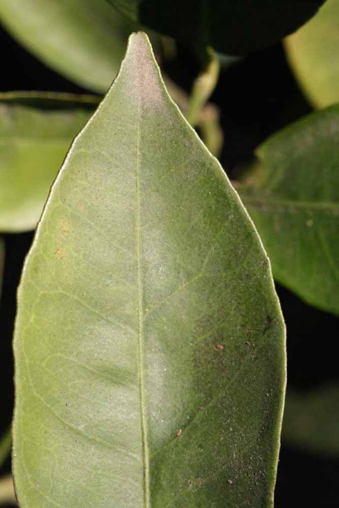              Margin (Riverside, CA)       